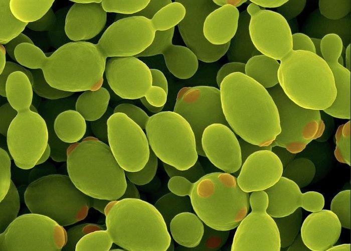 Pichia pastoris yeast used for protein expression
