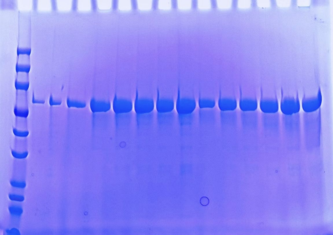 SDS-PAGE gel showing precision fermentation-derived lactoferrin